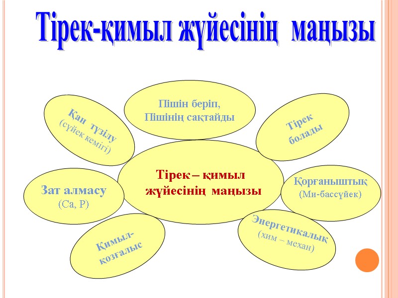 Тірек – қимыл   жүйесінің  маңызы Қорғаныштық (Ми-бассүйек)  Қимыл- қозғалыс Зат